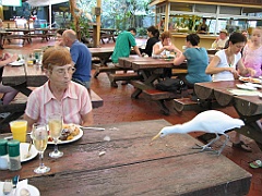 064 Port Douglas Wildlife Habitat
